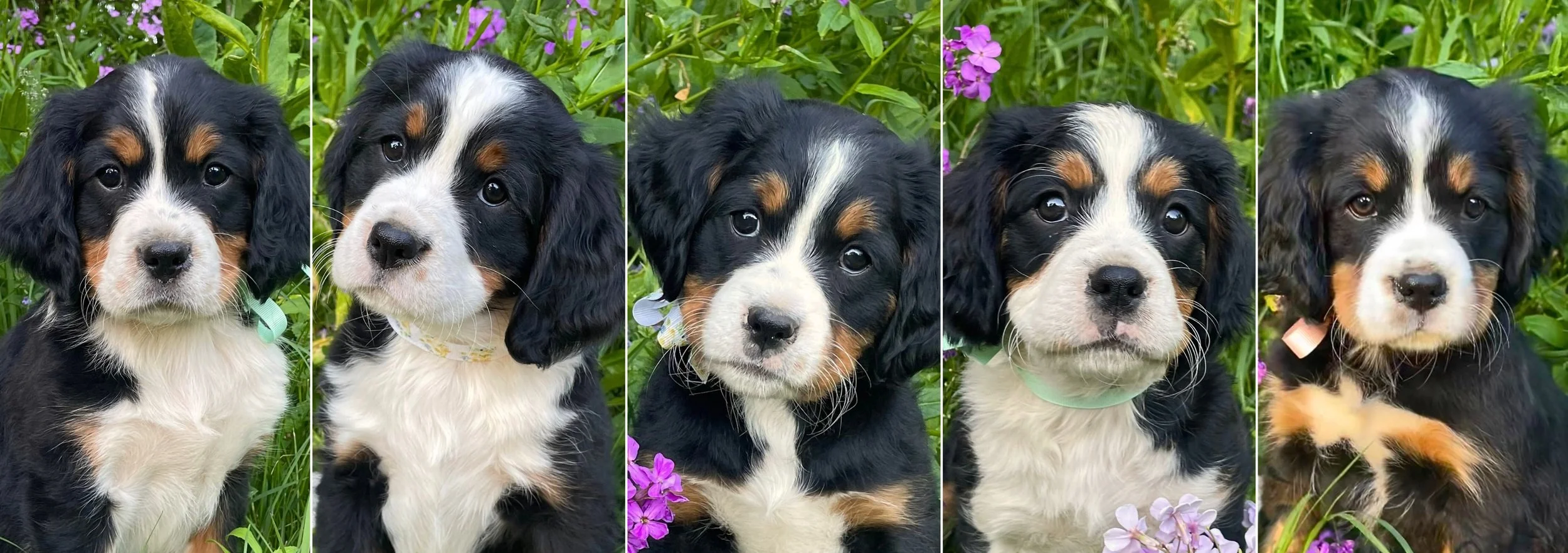 Smaller version of bernese online mountain dog